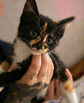 Last half maincoon kitten 200