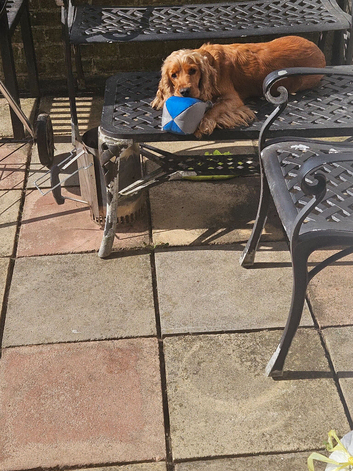 Cocker spaniel