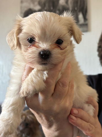 Shih Tzu puppies ready for their forever home