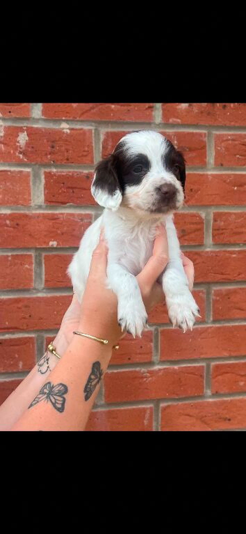 English springer spaniel pups