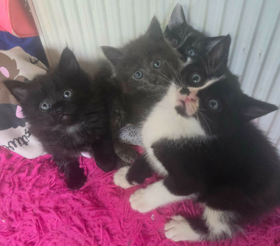 2 Moggie Kittens left (1 M, 1 F) looking for their foreverhomes. 8 weeks old.