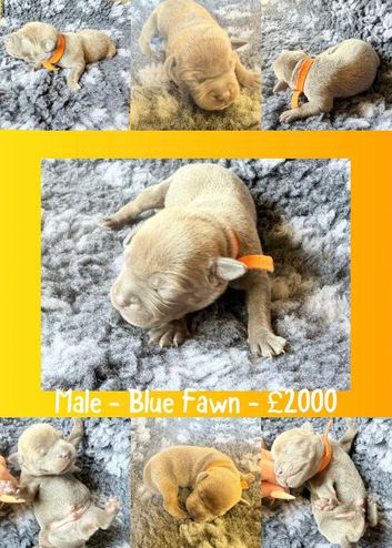 STUNNING BLUE/FAWN & BLUE/WHITE PUPPIES FOR SALE