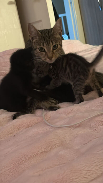 Kittens