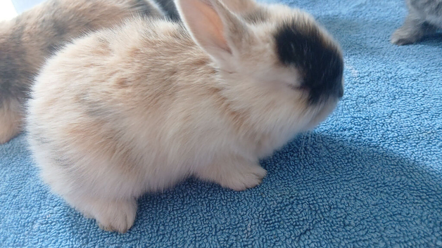 3 baby rabbit