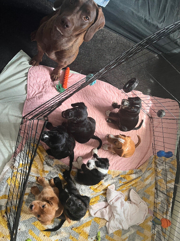 Beautiful Sprocker Puppies