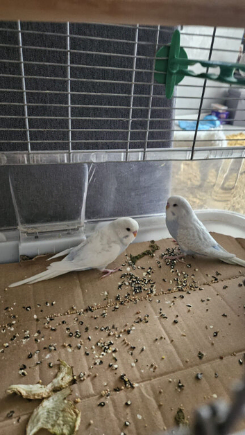 2 young budgies