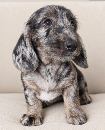 Daxi cross yorkie pups.