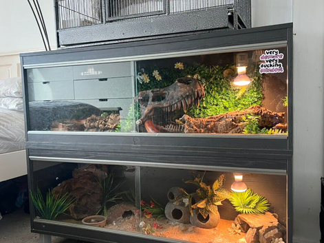 Corn snake and Viv