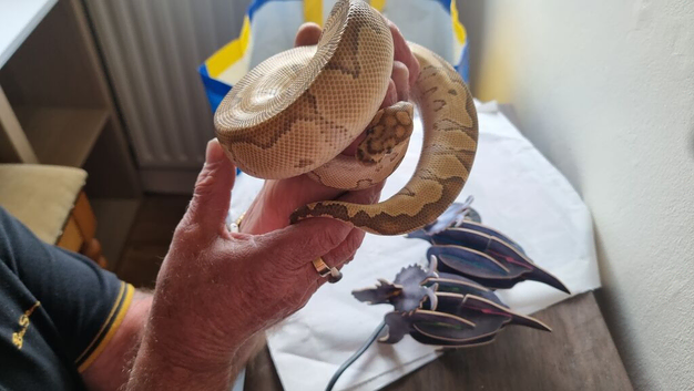 Lovely colour bull python
