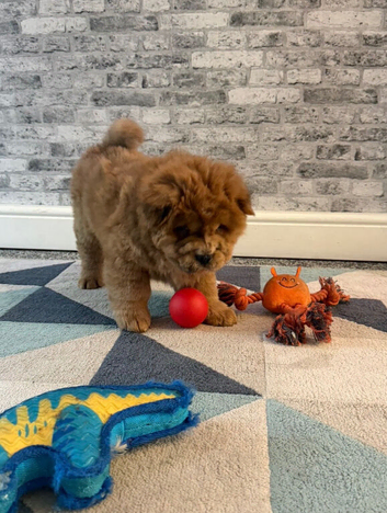 KC registered adorable chow chow puppies