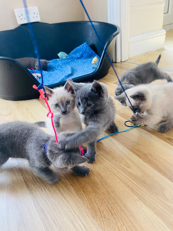 3 left beautifull kittens. Readynow :) looking forever homes