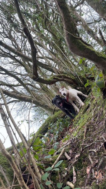 PATTERDALE DOG