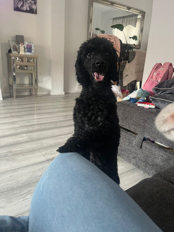 Miniature poodle