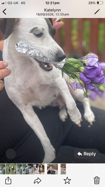 Jack Russell puppy&rsquo;s
