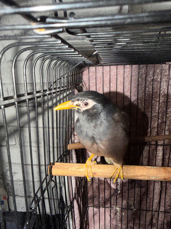 Mynah bird