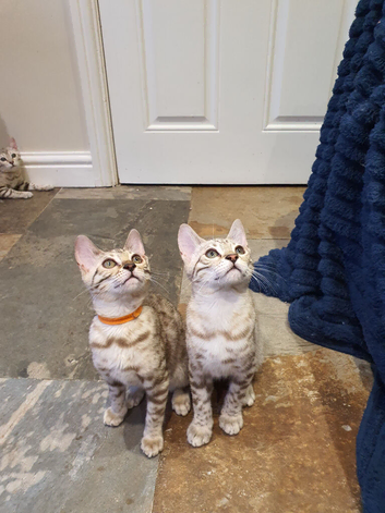 Very Beautiful TICA Registered Bengal Kittens.