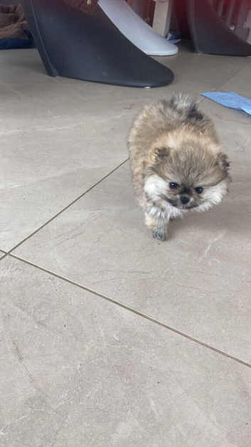 Beautiful Tiny Pomeranian
