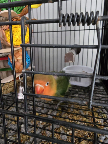 Tame baby lovebird