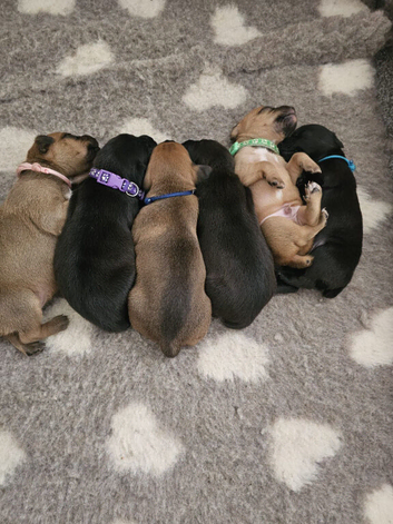 Patterdale terrier puppies