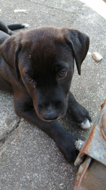 puppy staffy x labrador