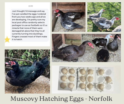 Muscovy Hatching Eggs - x6