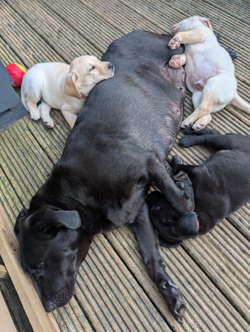 3 Labrador pups available