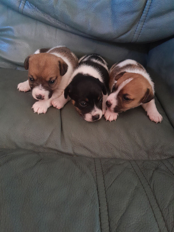Jack Russels