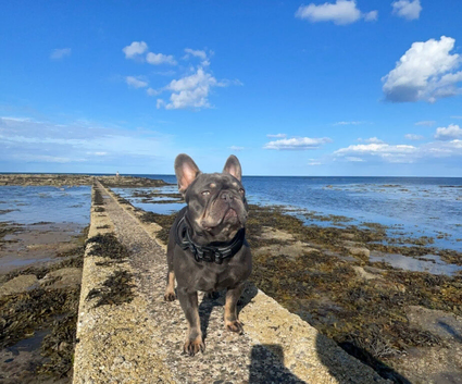 Proven lilac and tan stud French bulldog