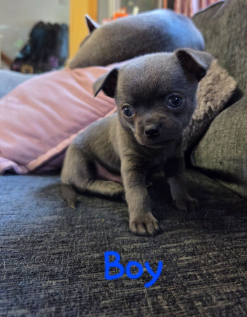 Pedigree Chihuahua Puppies
