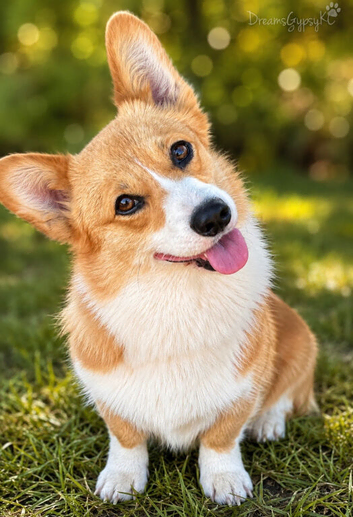 PUREBRED PEMBROKE WELSH CORGI GIRL &ndash; LOOKING FOR HER FOREVER HEART HOME