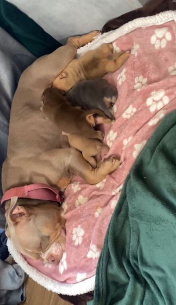 POCKET BULLY / EXOTIC BULLY PUPPIES LOOKING FOR THEIR FOREVER HOMES