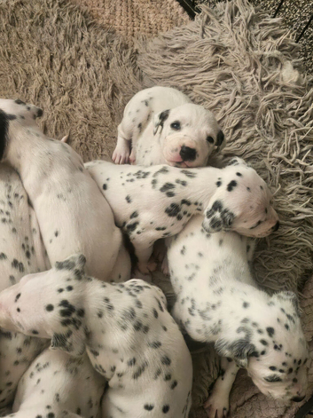 Ready now 8 week old dalmatian puppies