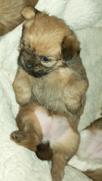 3 MIXED BREED PUPS