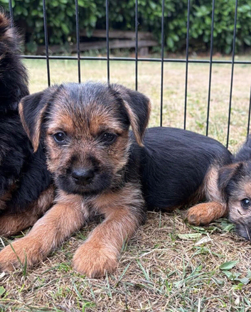 BORDER TERRIER X JRT
