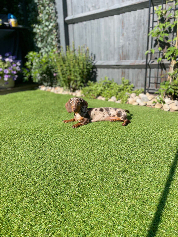Outstanding Kennel Club registered true to size Miniature Dachshund puppy.