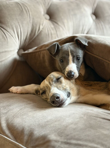 Whippet puppy