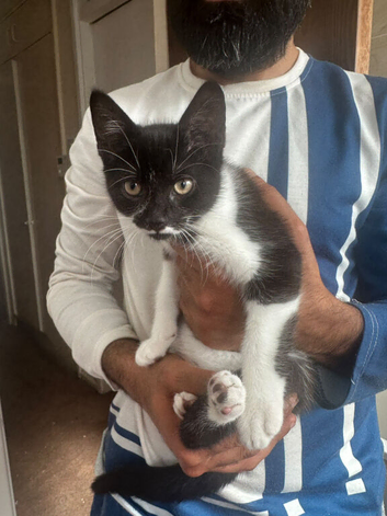 Black and white kitten