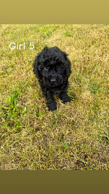 Adorable cockapoo puppie for sale