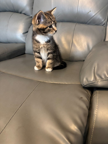 9 week old male tabby kitten