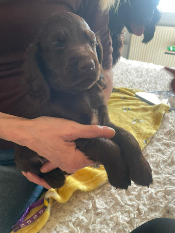 Cocker spaniel puppies