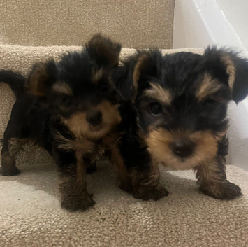 Yorkshire terrier puppies