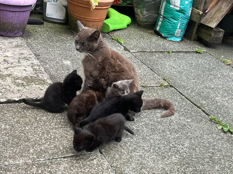 Gorgeous kittens for sale