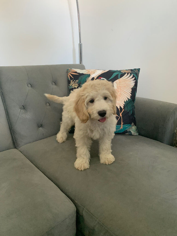 Gorgeous champagne boy Cockapoo puppy