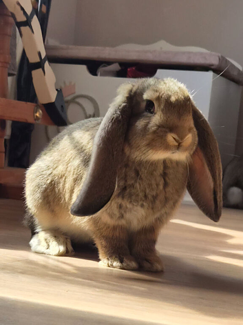 BIG EARS, BIG PERSONALITIES