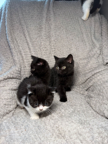 READY NOW BSH BABIES