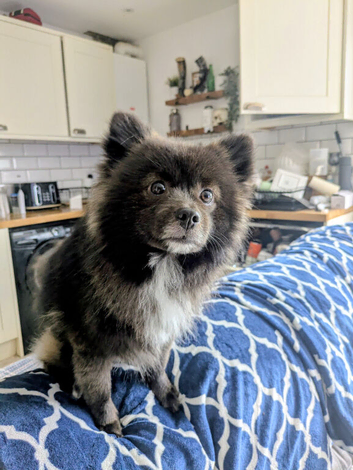 Male Pomeranian