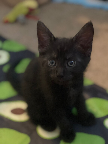 Half Maine coon kittens