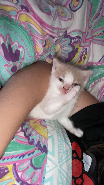 7 week boy kitten ready for pick up 4th