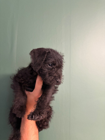 Bedlington x Lakeland terrier  2 xmale 8weeks old
