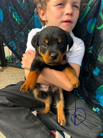 Rottweiler puppy&rsquo;s